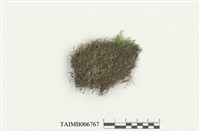 藏品(隱葉羽蘚)的圖片